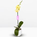 _ : .Orquídea Amarilla & Maceta de Cerámica