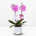 _ : Jardín de 2 Orquídeas & Maceta a Rayas Blanca