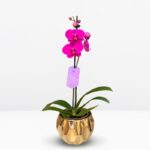_ :Orquídea Fucsia & Maceta Dorada
