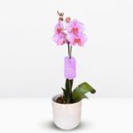 _ : Orquídea Rosada & Maceta de Cerámica Fina Beige