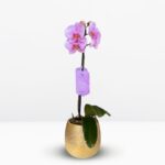 _Orquídea Rosada (Cushion) & Maceta Dorada Pétalos
