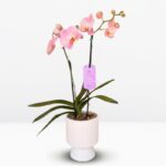 Orquídea Palo Rosa (Honey Peach) de 2 Varas & Maceta Copa