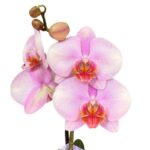 _Orquídea Rosada (Cushion) & Maceta Dorada Pétalos - Imagen 2