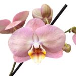 Orquídea Palo Rosa (Honey Peach) de 2 Varas & Maceta Copa - Imagen 2