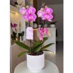 _ : Jardín de 2 Orquídeas & Maceta a Rayas Blanca - Imagen 3