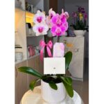 _ : Jardín de 2 Orquídeas & Maceta a Rayas Blanca - Imagen 2