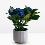 _ Planta de Hortensia con Maceta - Imagen 2