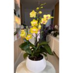 _ : .Jardín de 4 Varas Florales & Maceta a Rayas - Imagen 2