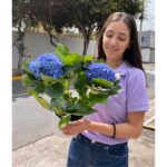 _ Planta de Hortensia con Maceta