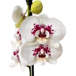 _ : .Orquídea Grande Blanca con Pecas (Cherion) & Maceta Singapur Negra - Imagen 2