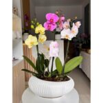 _ : Jardincito Primaveral de 3 Orquídeas - Imagen 2