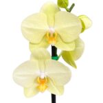 _: Orquídea Amarilla Grande & Maceta Dorada - Imagen 2
