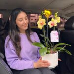 Jardín de 2 Orquídeas Amarillas Medianas - Imagen 2