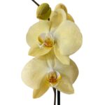 _ : .Orquídea Amarilla Grande & Maceta Dorada de Vidrio Craquelado - Imagen 2