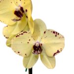 _ : .Orquídea Amarilla con Pecas de Colección & Maceta de Cerámica - Imagen 2