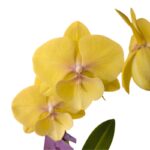 _ : .Orquídea Amarilla & Maceta Blanca Efecto Líneas - Imagen 2