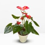 _ : .Planta de Anturio en Maceta de Resina - Imagen 2