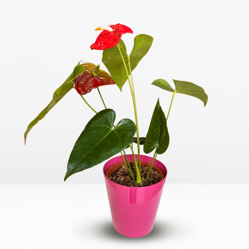 anturios planta de anturio regalar anturio _ : .Planta de Anturio en Maceta de Resina - Imagen 1