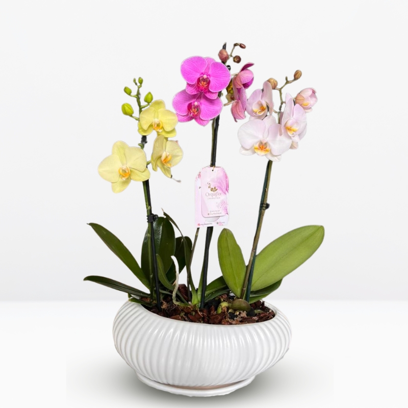 _ : Jardincito Primaveral de 3 Orquídeas