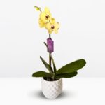 _ : .Orquídea Amarilla con Pecas de Colección & Maceta de Cerámica