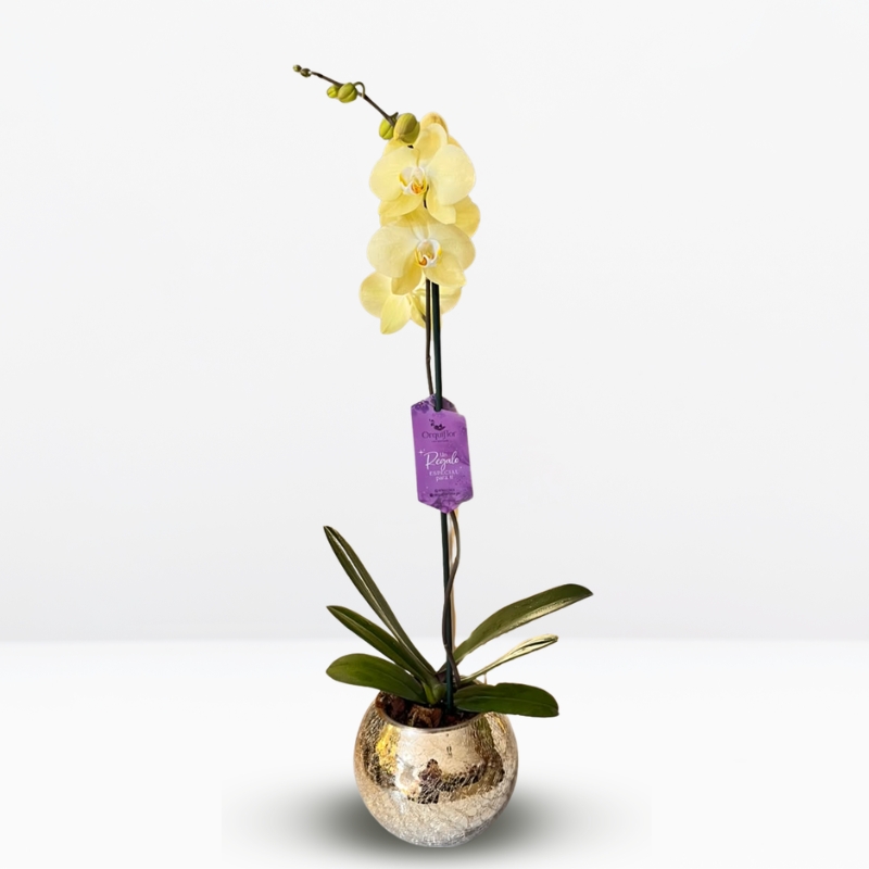 flores amarillas (13) _ : .Orquídea Amarilla Grande & Maceta Dorada de Vidrio Craquelado - Imagen 1