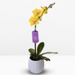 _ : .Orquídea Amarilla & Maceta Blanca Efecto Líneas