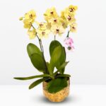 _ : .Jardín de 3 Orquídeas de Colección & Maceta Dorada con Diseño