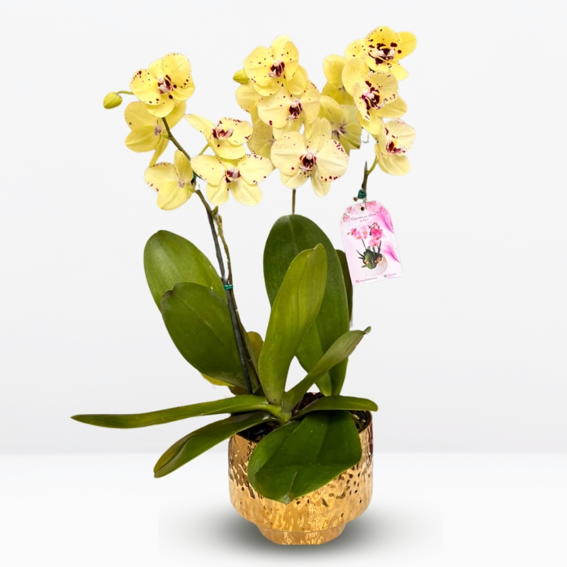 _ :  .Jardín de 3 Orquídeas de Colección & Maceta Dorada con Diseño