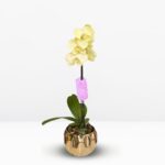 _: Orquídea Amarilla Grande & Maceta Dorada