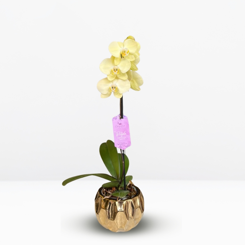 _: Orquídea Amarilla Grande & Maceta Dorada