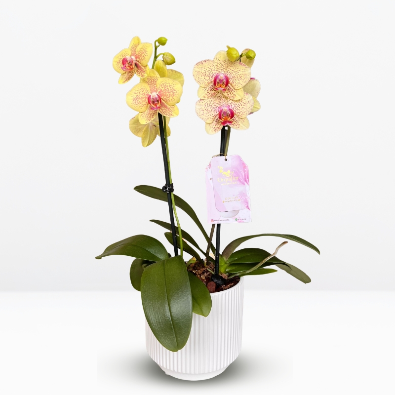 Jardín de 2 Orquídeas Amarillas Medianas