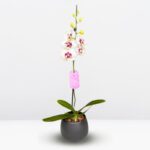 _ : .Orquídea Grande Blanca con Pecas (Cherion) & Maceta Singapur Negra