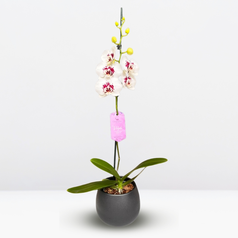 _ : .Orquídea Grande Blanca con Pecas (Cherion) & Maceta Singapur Negra