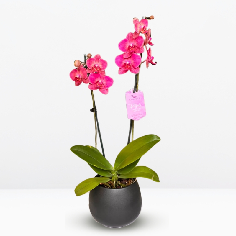 _ : .Orquídea Rojiza de 2 Varas & Maceta Singapur Negra